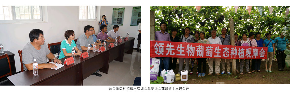 必赢线路检测中心公司在昌黎十里铺召开葡萄生态种植技术培训会暨现场会