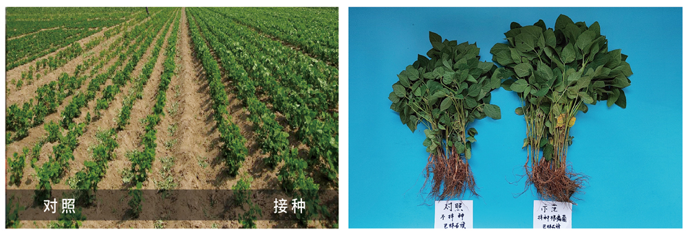 必赢线路检测中心推进根瘤菌剂应用助力大豆产能提升 必赢线路检测中心推进根瘤菌剂应用助力大豆产能提升