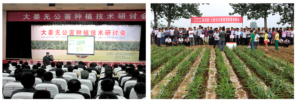 必赢线路检测中心运用生物技术消灭“毒大姜”育出健康大姜