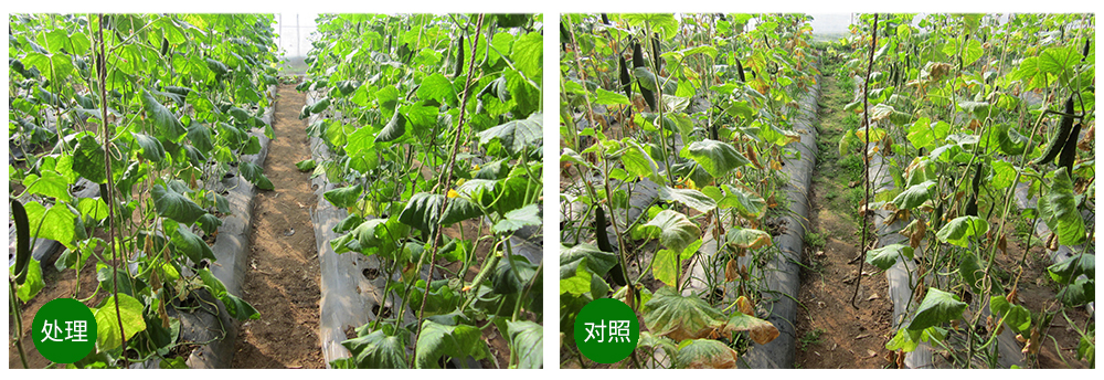 必赢线路检测中心益根劲菌多糖解决黄瓜根结线虫问题