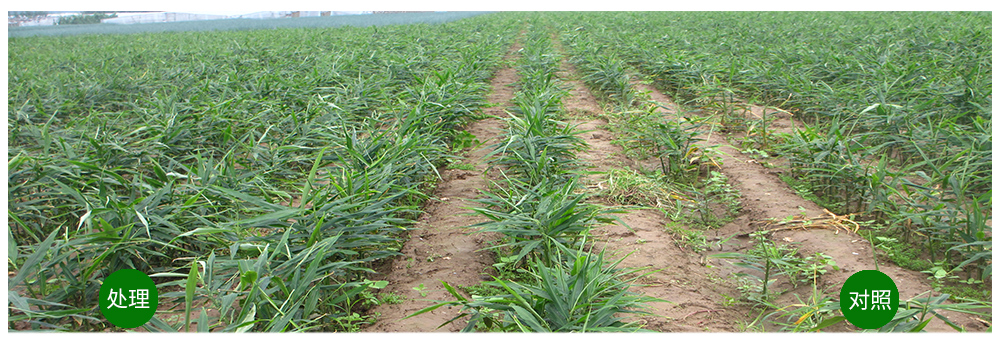 必赢线路检测中心运用生物技术消灭“毒大姜”育出健康大姜