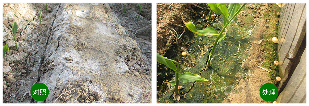 必赢线路检测中心运用生物技术消灭“毒大姜”育出健康大姜