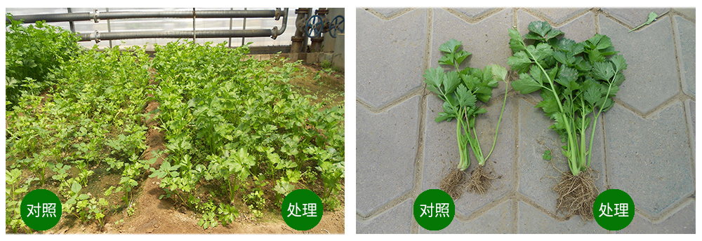 必赢线路检测中心海葆素让作物“吃”上深海新营养