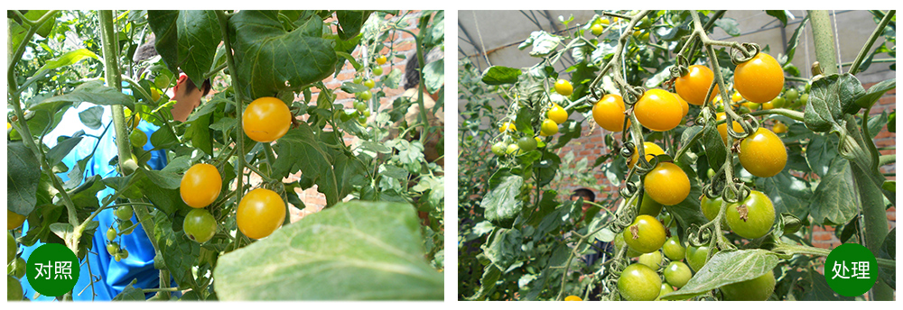 必赢线路检测中心海葆素让作物“吃”上深海新营养