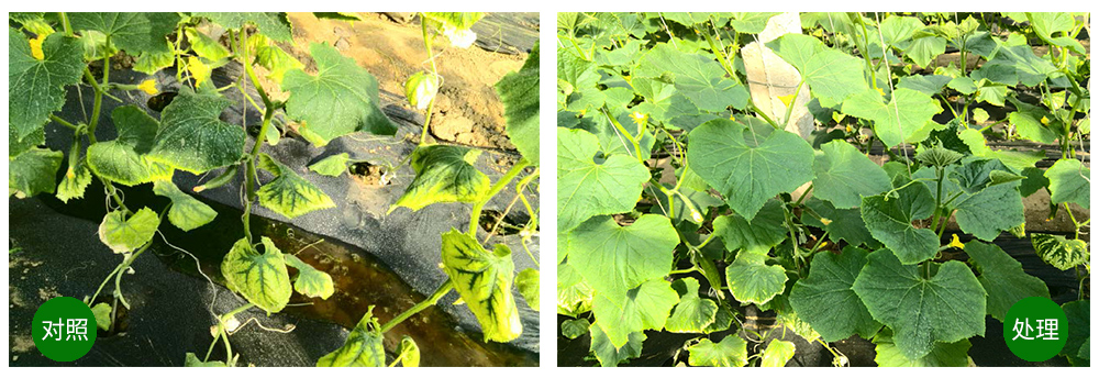 必赢线路检测中心海葆素让作物“吃”上深海新营养