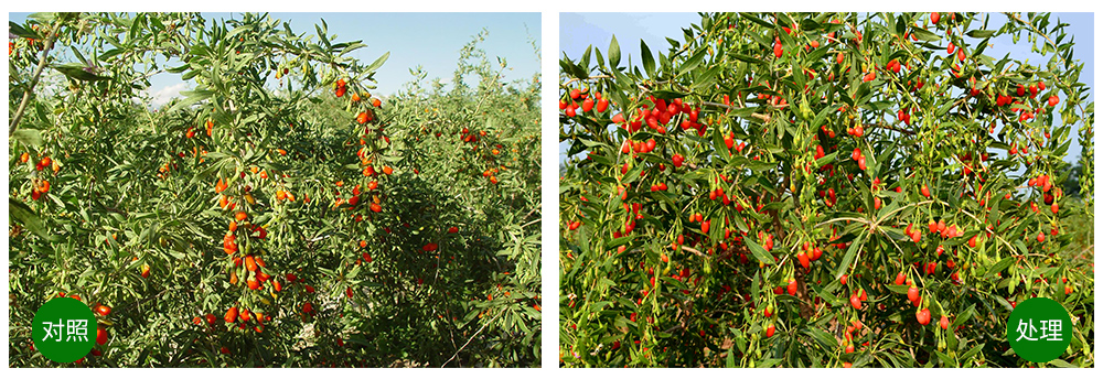 必赢线路检测中心“海藻+氮磷钾+腐植酸”让果树旺起来