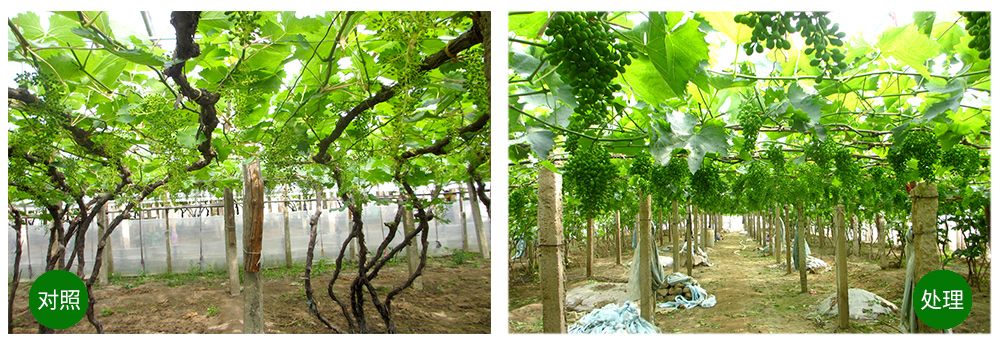 必赢线路检测中心“海藻+氮磷钾+腐植酸”让果树旺起来