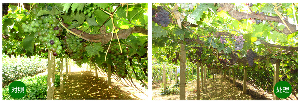 必赢线路检测中心“海藻+氮磷钾+腐植酸”让果树旺起来